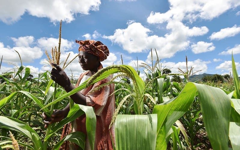An important first step toward achieving the #SDGs by 2030 is overhauling countries’ #policy systems and reorienting them towards evidence-based policy making, argues <a href="/babu13000/">Suresh Chandra Babu</a> of <a href="/IFPRI/">IFPRI</a>. But what is needed?
on.cgiar.org/374fNWa