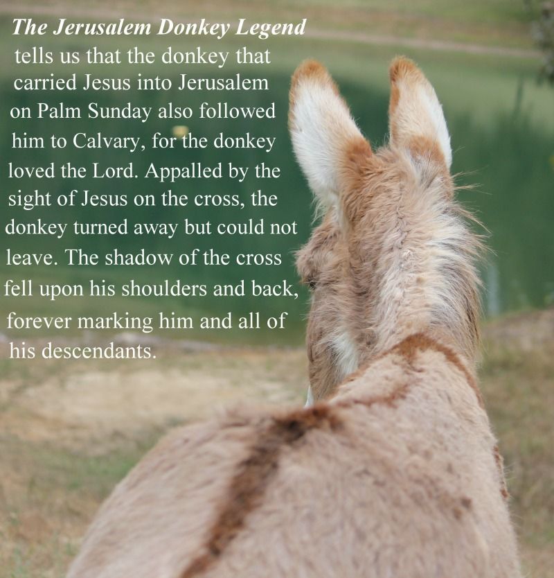 griner_lindsey's tweet photo. During equine therapy, the donkey came to me. He knew I needed him right then and there. It was a sign.  #AtTheCross #GodFirst #PTSD #TBI #WomenServeToo #CheckpointOne #equinetherapy https://t.co/DgB3DpTkiR