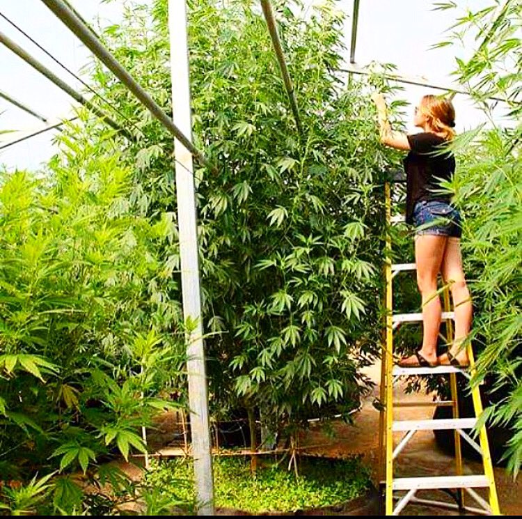 MarcScottEmery's tweet photo. I am reminded once again that there is no political solution. There is only grow cannabis, grow more cannabis, do whatever it takes, legal or free market, plant the seeds of freedom and let’s overgrow these governments and their unjust laws. https://t.co/dL8uDURXZ6