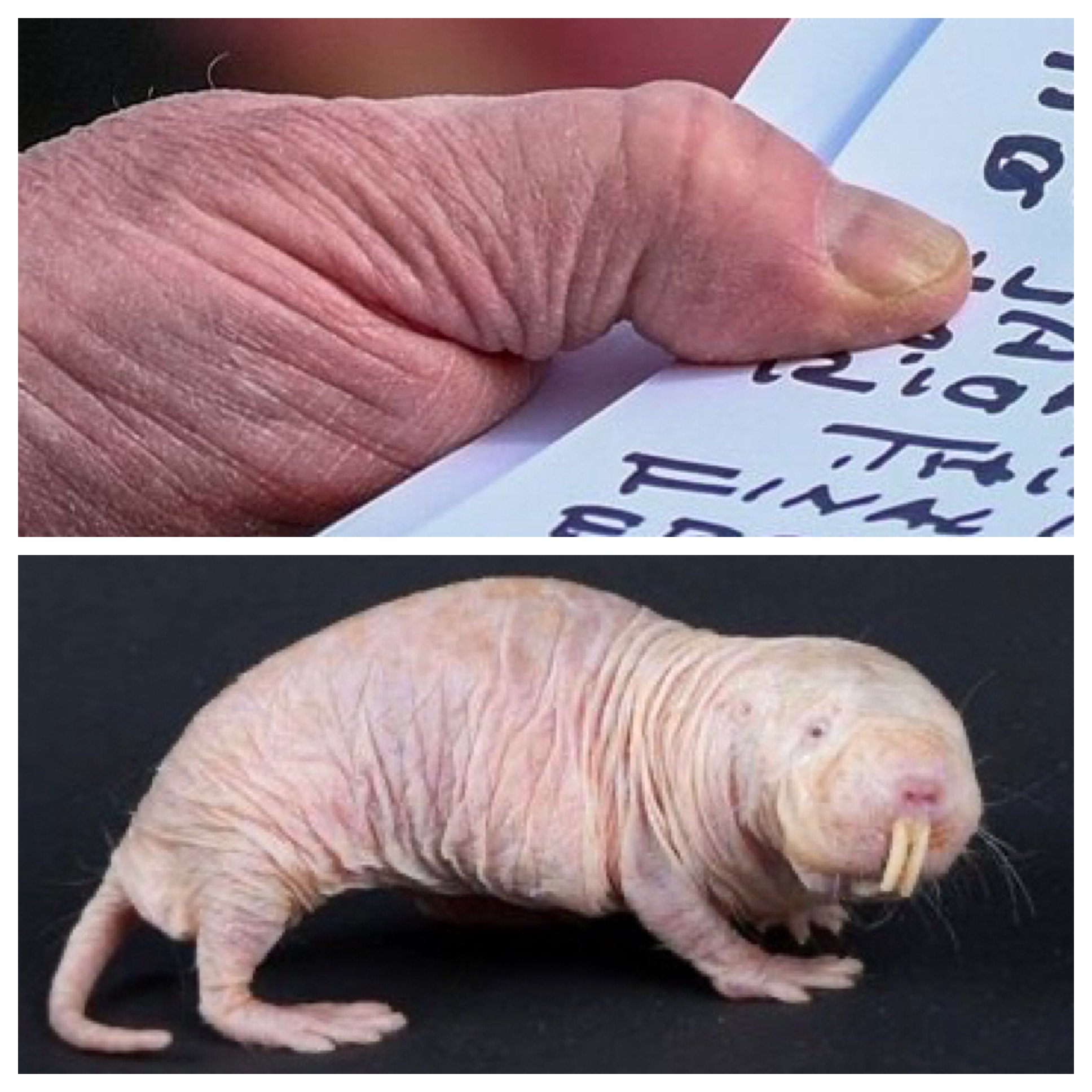 John Francis Daley No Offense To The Baby Mole Rat T Co Ejet5ji3nj Twitter John Francis Daley No Offense To The Baby Mole Rat T Co Ejet5ji3nj Twitter