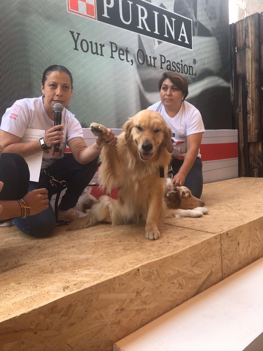 RevistaGM5's tweet photo. Mascotas facilitan proceso de aprendizaje infantil. Un programa de Purina  🐶👫🐶

Sigue leyendo, LINK ⬇

➡ https://t.co/Ls5SZnv85g ⬅

GM5: "“Aprender Juntos es Mejor”. Iniciativa global de PURINA. @PurinaMX  @TRENDSETERA  @CenatacAC  #AprenderJuntosEsMejor https://t.co/55pzksVeP4
