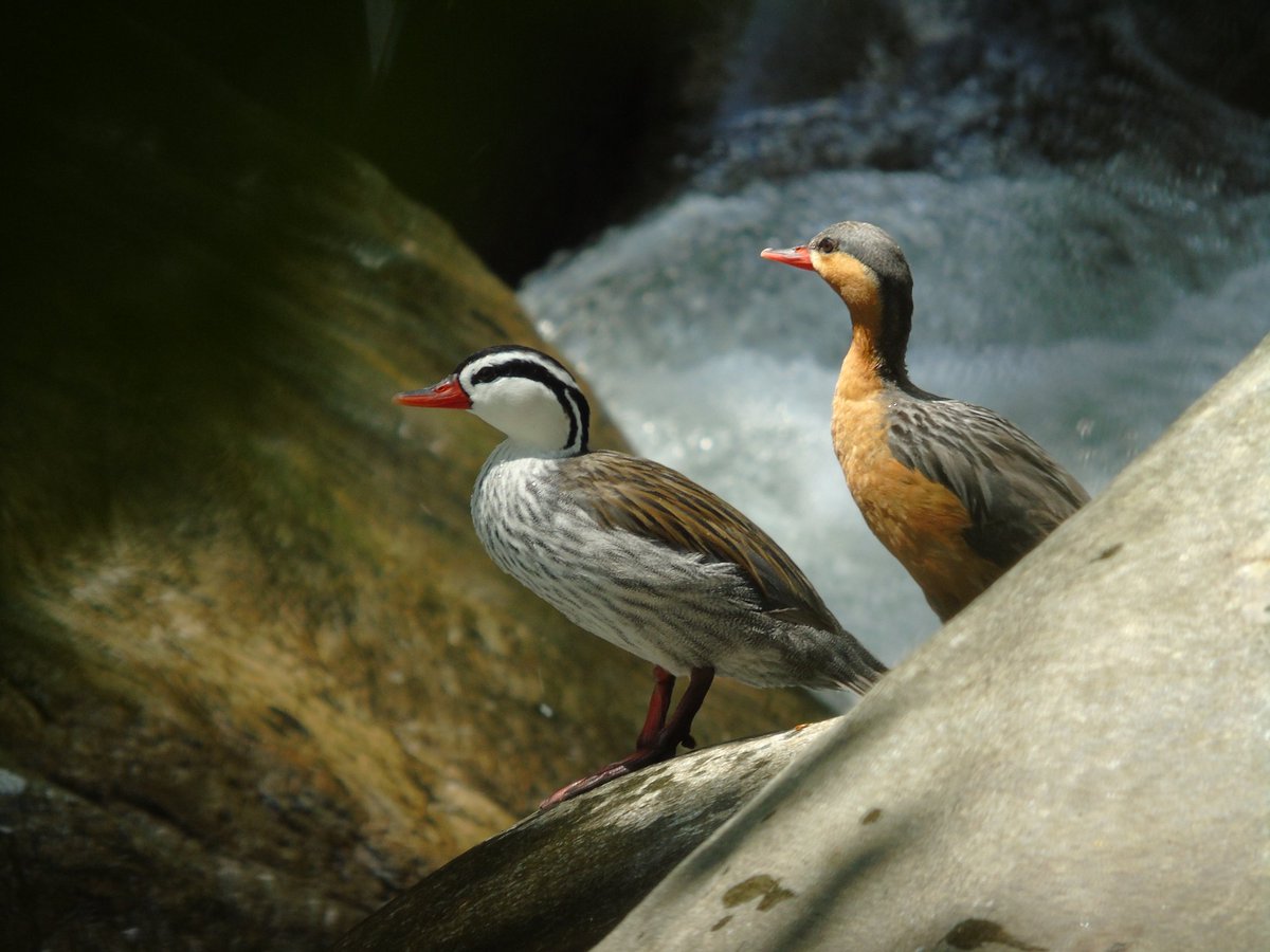 MauricioCu13's tweet photo. Torrent Duck (Merganettta armata)
in Instagram @birding.travel
#merganetta #merganettaarmata #torrentduck #torrentducks #patodetorrente #anseriformes #duckslover #sonycamera #birdingphotography #birds #avescolombia #aviturismo #aves #birdsofpray https://t.co/vAo2zb6epb
