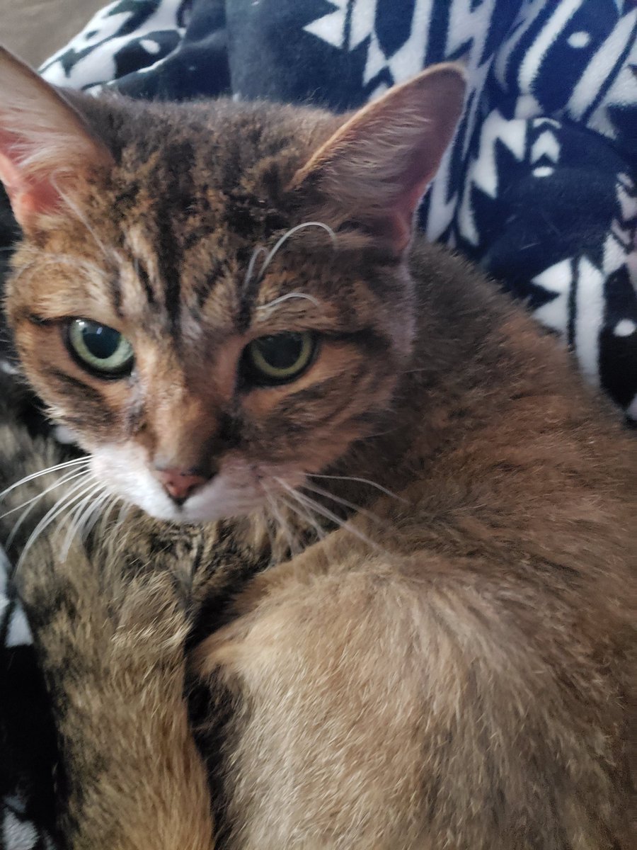 Feather134340's tweet photo. 1999 vs 2019 - Thought a 20 year glow-up would work fine. Hope I'm doin this trend right. ๐
#CatsOfTwitter #oldkitty #babygirl https://t.co/Hh92pg0pV4