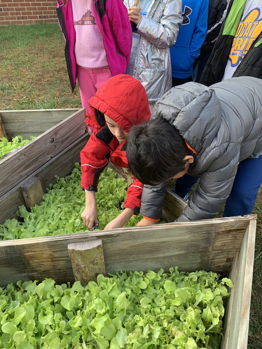 MrsBryantVA's tweet photo. Yesterday students had the chance to finally harvest our lettuce! Then students sampled the lettuce they grew with a variety of salad toppings. Thank you to the parents that helped and came to our party! #saladscience #wellerwildcats @wellerwildcats #lcps20 https://t.co/I76tAdmOjU