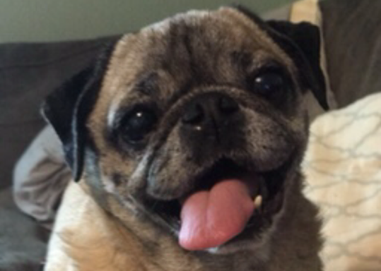MilwPugFest's tweet photo. Say hello to HUNNY BUNNY, a healthy pug girl seeking her forever home. Bunny spent the first 12 years of life caged with many dogs, but her trust and love for humans never waned, not to mention her sunny disposition! Find out more at https://t.co/QzDST11xB9 https://t.co/mZ42xlBoUi