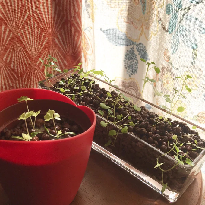 原稿追い込み、生活リズムを朝型に移行しています。1日が長く感じられて良いです。クレソンと一緒に種まきした三つ葉を、去年失敗したミニトマトの鉢植えに植え替えました。 