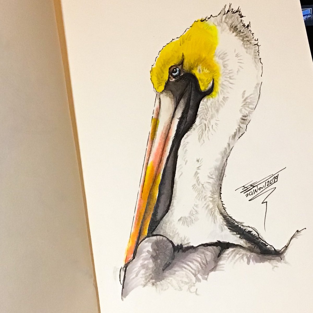 Más #aves !! Espero les guste 
#pelicano #pelican #pelecanusoccidentalis #prismacolor #illustration #ink #markers #bird

Hay veces que vasta con que una persona le guste, para continuar ilustrando...

instagram.com/p/B5HYEHQAFRH/…