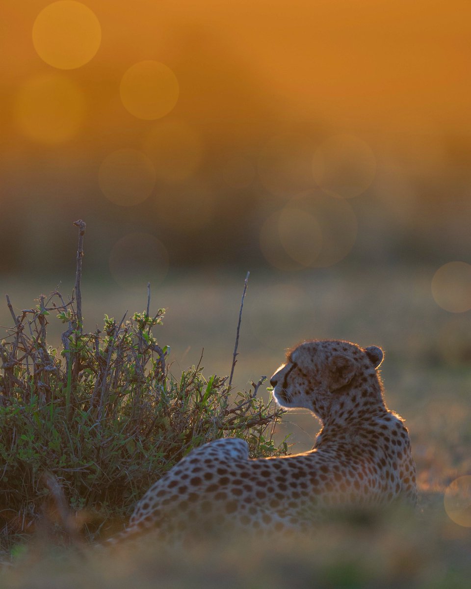 Morning glow at Masai Mara.
#cheetah #sunrise #SonyAlpha