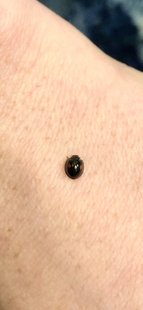 Anne Bryant On Twitter Oak Scale Destroying Lady Beetle