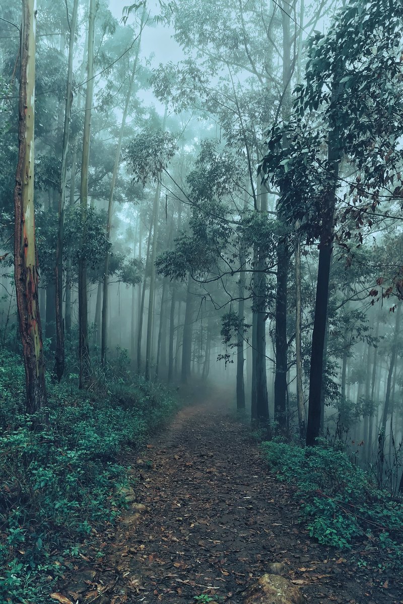 anupudara's tweet image. Good Morning!
💜️❤️💙
by @HuaweiMobile GR5
#Mist #EllaRock #OffSeoson