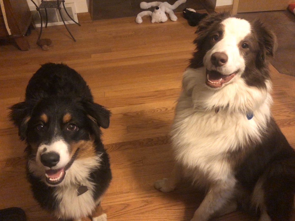 mrs_sorrell's tweet photo. Smilies! #GeriAndFreki #aussiepups #mommyishome https://t.co/DazKTmtuwW