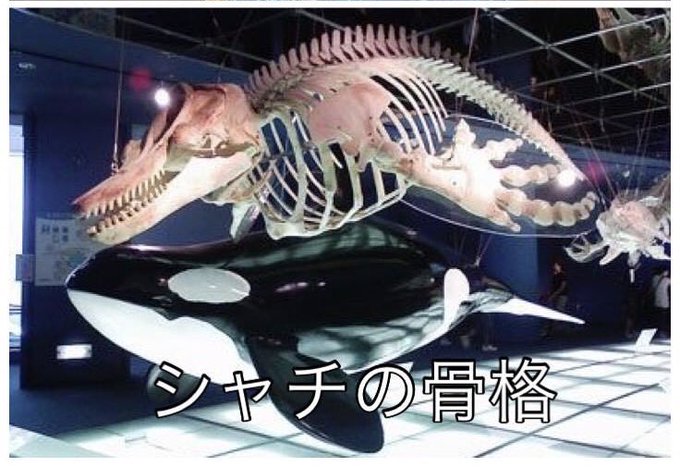 大鮫魚 Japaneseclass Jp 大鮫魚 Japaneseclass Jp