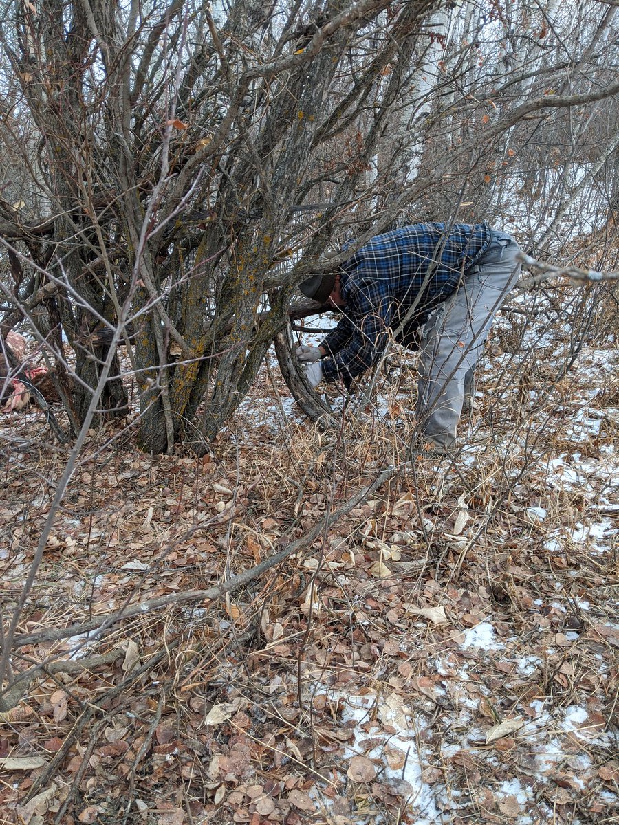 CFreeden's tweet photo. Outdoor Ed 7 trapping and snaring this morning. Did you know some trappers will spray rubbing alcohol on the traps to hide our human scent? Only one of the many things we learned from our guide Melvin this morning. #lifelonglearner #prairiespirit #outdoored https://t.co/9vwBxHtKrY