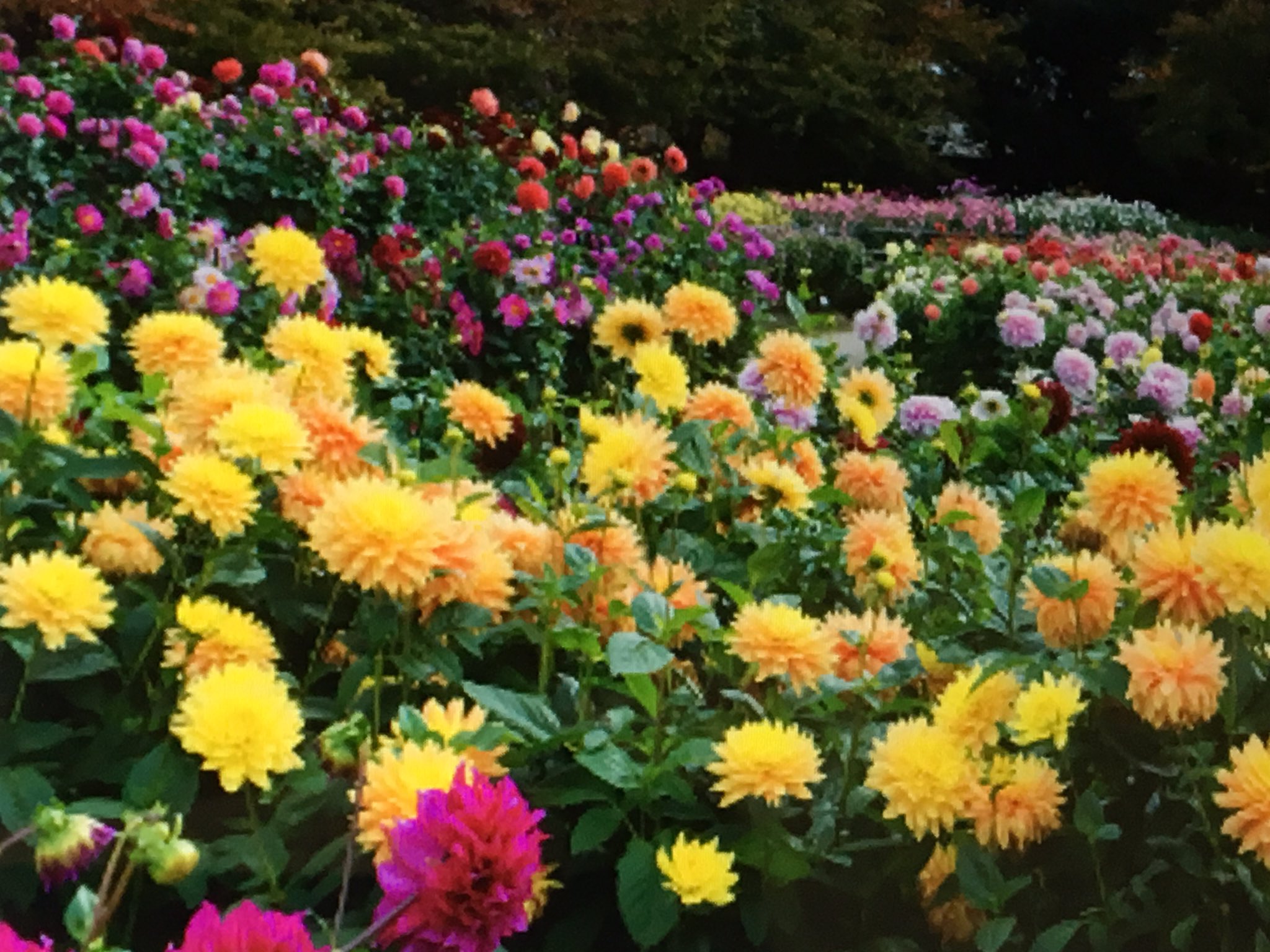 雅 みやび 三重県桑名市なばなの里の撮影 花と緑が溢れ 四季折々の美しさを見せる なばなの里 のダリアは規模や種類等有名である T Co Jdgkt1bekk Twitter