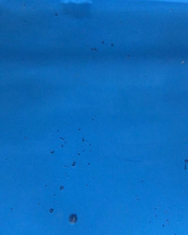 Who said Thursday’s aren’t for clowning around, especially when it’s the bosses birthday 😁🐡🎂
.
.
.
#allmymoneygoestofish #allmymoneygoestocorals #balistoidesconspicillum #clowntriggerfish #saltwatertank #reeftank #marinetank #coraltank #aquariumhobby… ift.tt/34d8v0M