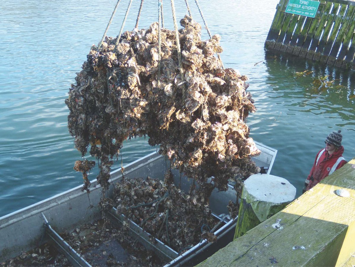 # 4 - Oyster reefs can absorb up to 93% of wave energy. Great for our shorelines, not so great for surfing! 
#pearlsofwisdom #clayoquotoysterfest #clayoquotoysterfest #clayoquotoysters #oysterfest2019 #clayoquotousterfest2019