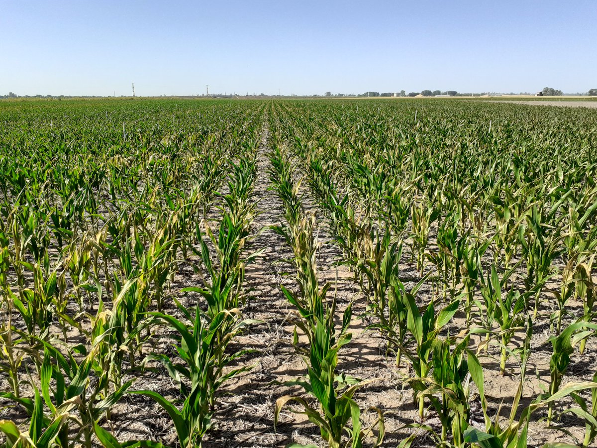 Que aprendemos en los #experimentos de #nutrición de #maíz? Con temperaturas como las actuales, la #volatilización de #nitrógeno en forma de amoníaco (causal del quemado foliar) puede ser un proceso relevante