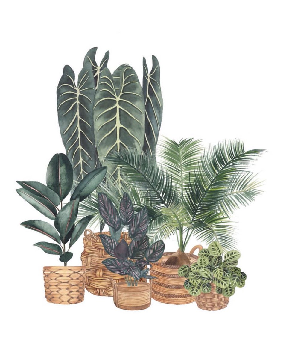 Plantas, plantas y más plantas