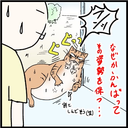 ネコのプライドなの!?謎の努力!!
#猫 