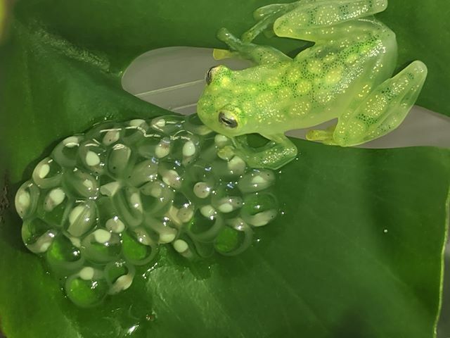 ヴァレリオアマガエルモドキのtwitterイラスト検索結果