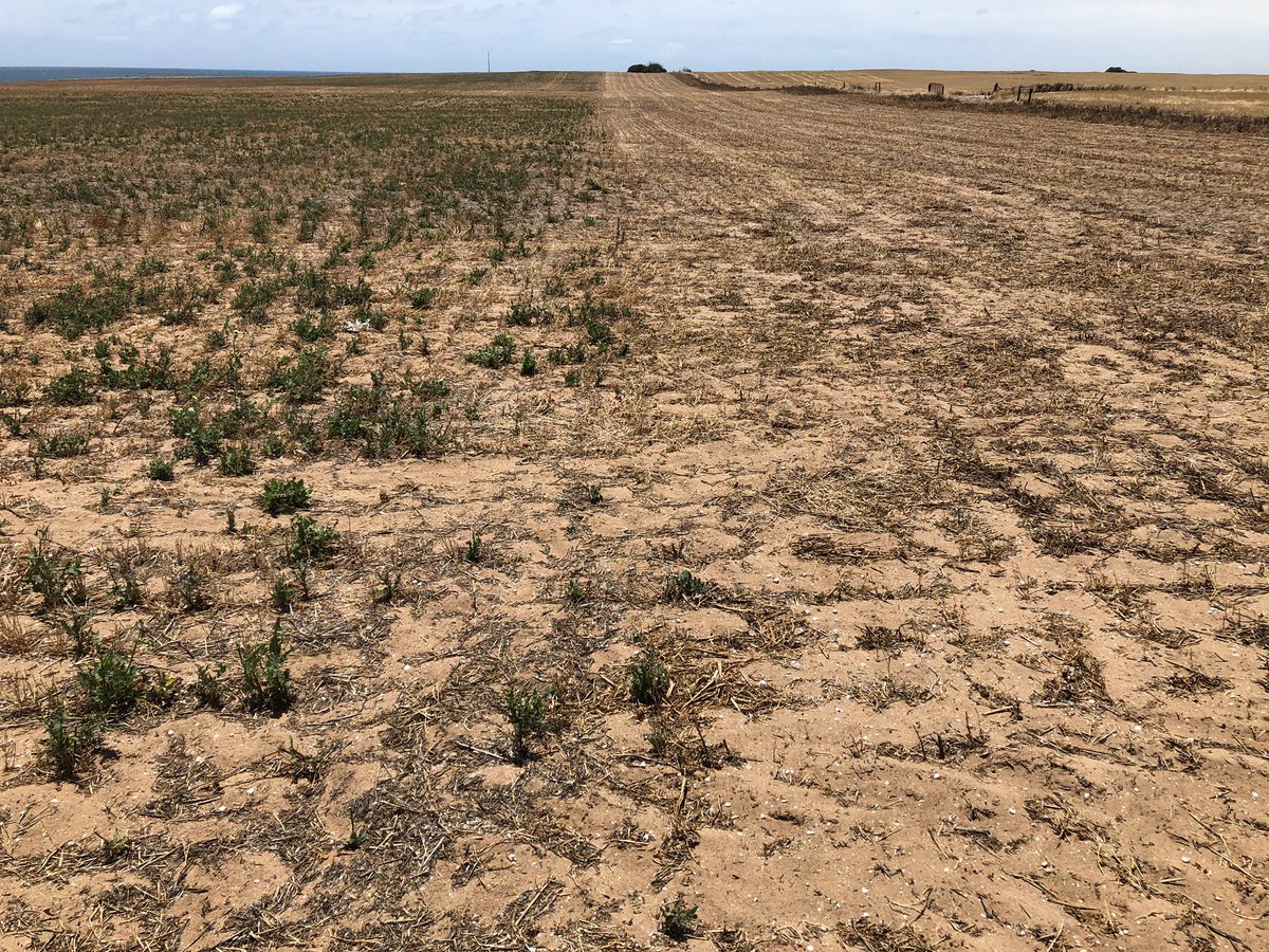 CropDoctor54's tweet photo. Why Double Knock is so valuable as a desiccation plan in high b/l weed populations.
RHS - Glypho f/b Gramoxone 3 days later vs Gramoxone alone. Better weed control &amp; client was reaping D/K side days quicker. 👍
Pain in the bum with 2 passes, but the job speaks for itself. https://t.co/btONng7n0e