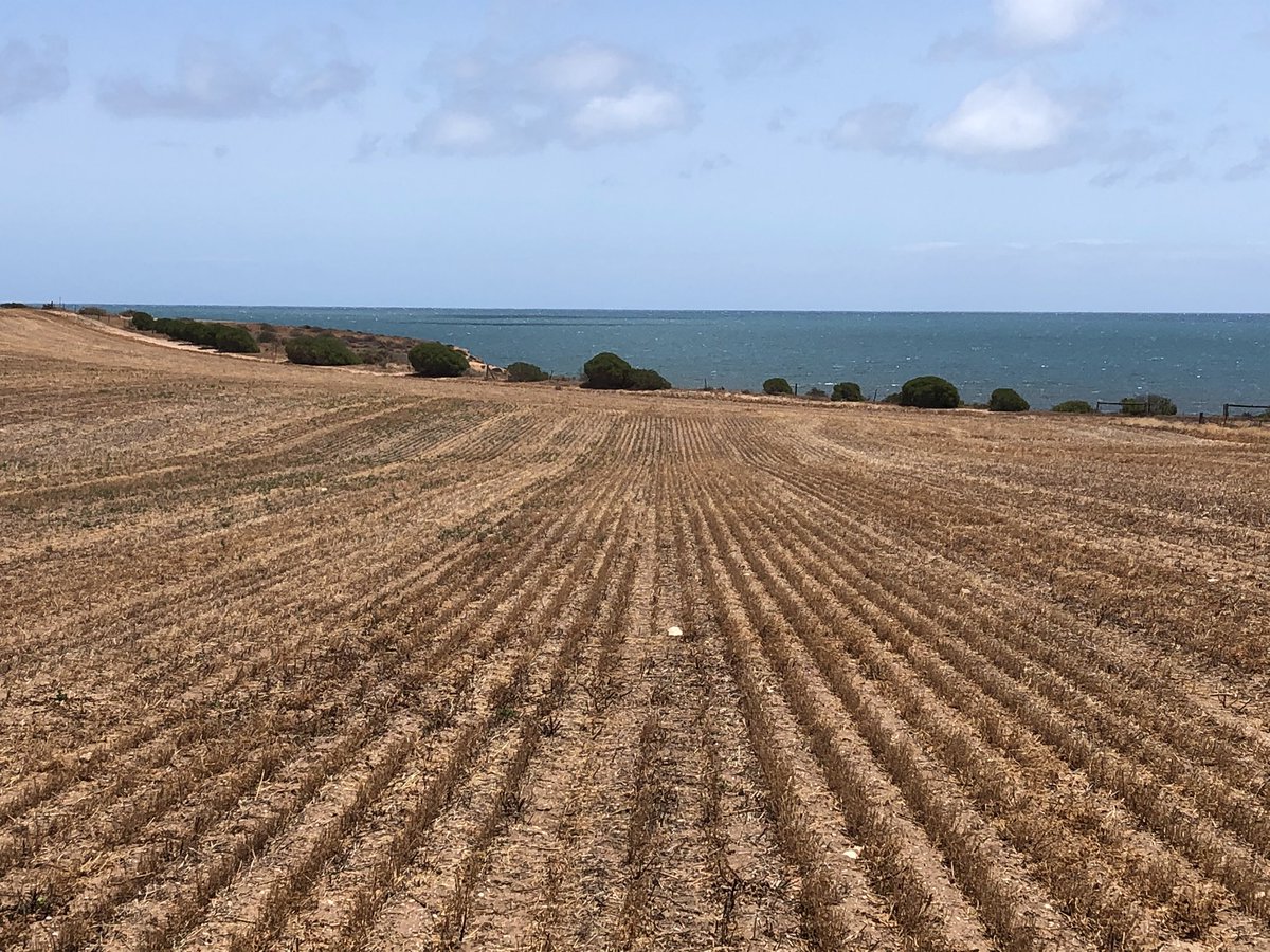 Why Double Knock is so valuable as a desiccation plan in high b/l weed populations.
RHS - Glypho f/b Gramoxone 3 days later vs Gramoxone alone. Better weed control &amp; client was reaping D/K side days quicker. 👍
Pain in the bum with 2 passes, but the job speaks for itself.