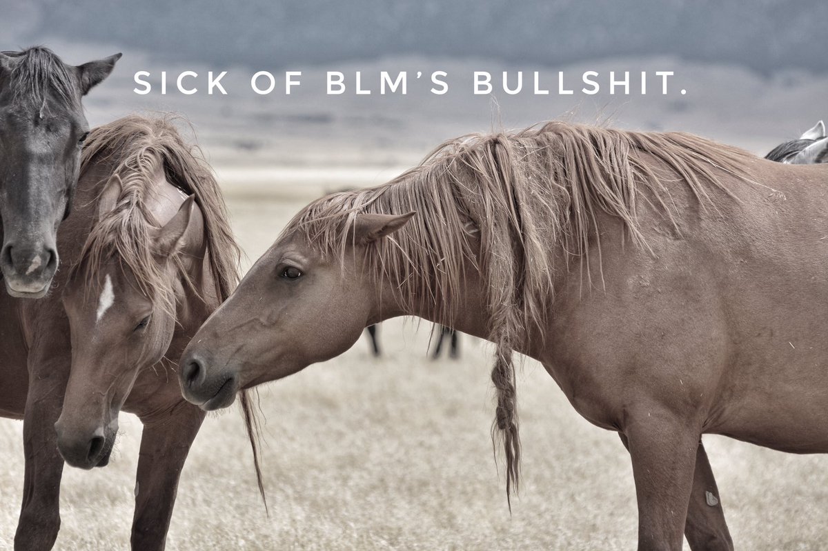 Blueequus775's tweet photo. No current census of wild horses &amp; burros. No science 2 back “overpopulation.” No mention of livestock. Operating with an illegal temp director. Rampant trespass grazing. Backlog of grazing allotment assessments and issuing permits anyway. #OversightNow #LetsDiscussTheCows https://t.co/CtU2Gd0vBw