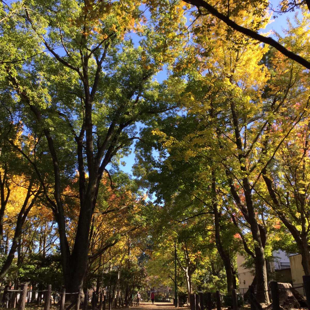 鶴舞公園 V Twitter 鶴舞公園 紅葉始まってます O この場所は園内でもちょっとマニアック 竜ヶ池南側の樹林地 鶴舞公園 Tsurumapark 緑化センター 紅葉 名古屋市 Nagoyacity 昭和区 Syouwaku 鶴舞 Tsuruma 日本 Japan 花 Flower 樹木 Tree 植物