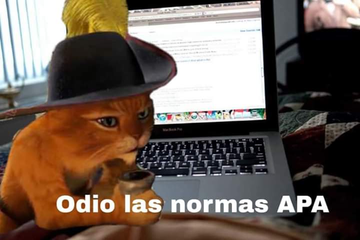 gatitos_qctd tweet picture