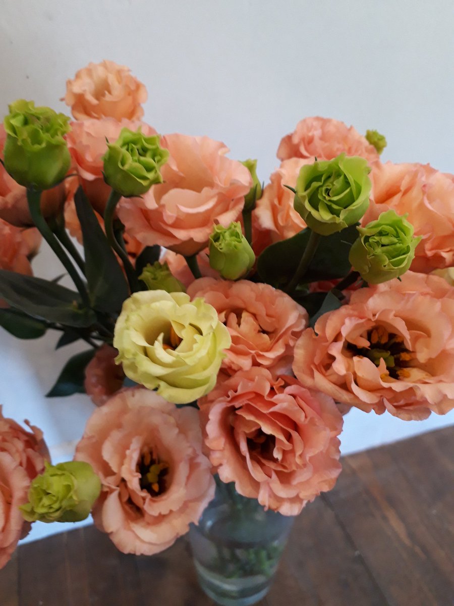 Moss 今日のおすすめ トルコキキョウ サブリナオレンジ アプリコットオレンジのトルコキキョウ入荷です 花持ちもよいので是非飾ってみてください Moss 今日のおすすめ トルコキキョウ サブリナオレンジ アプリコットオレンジのトルコキキョウ入荷です 花持ちもよいので是非飾ってみてください