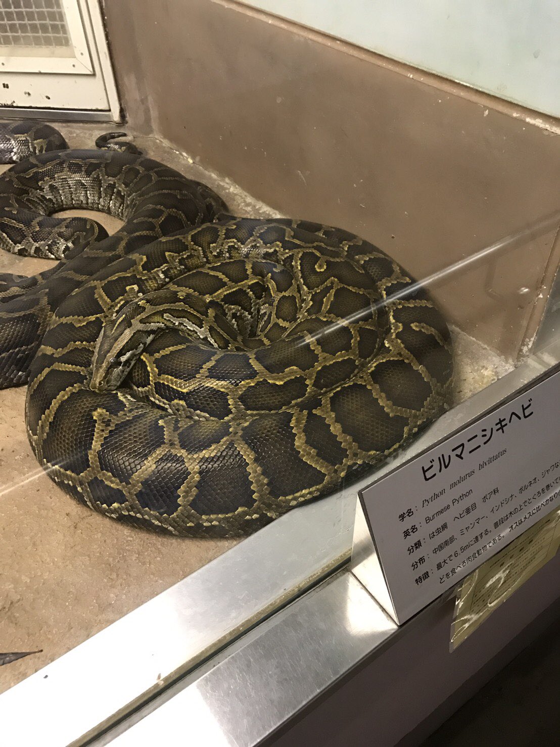 福山市立動物園 公式 爬虫類館より ビルマニシキヘビ が まるで図鑑に載ってるかのような キレイなトグロを巻いていました キレイなヘビです 福山市立動物園 T Co Jnjzlf0li9 Twitter