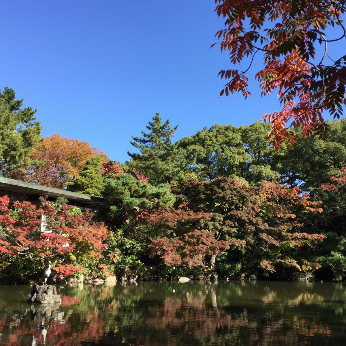 鶴舞公園 秋の池 主役はアオサギちゃん 分かるかな 鶴舞公園 Tsurumapark 緑化センター 紅葉デート 名古屋市 Nagoyacity 昭和区 Syouwaku 鶴舞 Tsuruma 日本 Japan 花 Flower 樹木 Tree 植物 Plant 自然 紅葉 野鳥 T Co