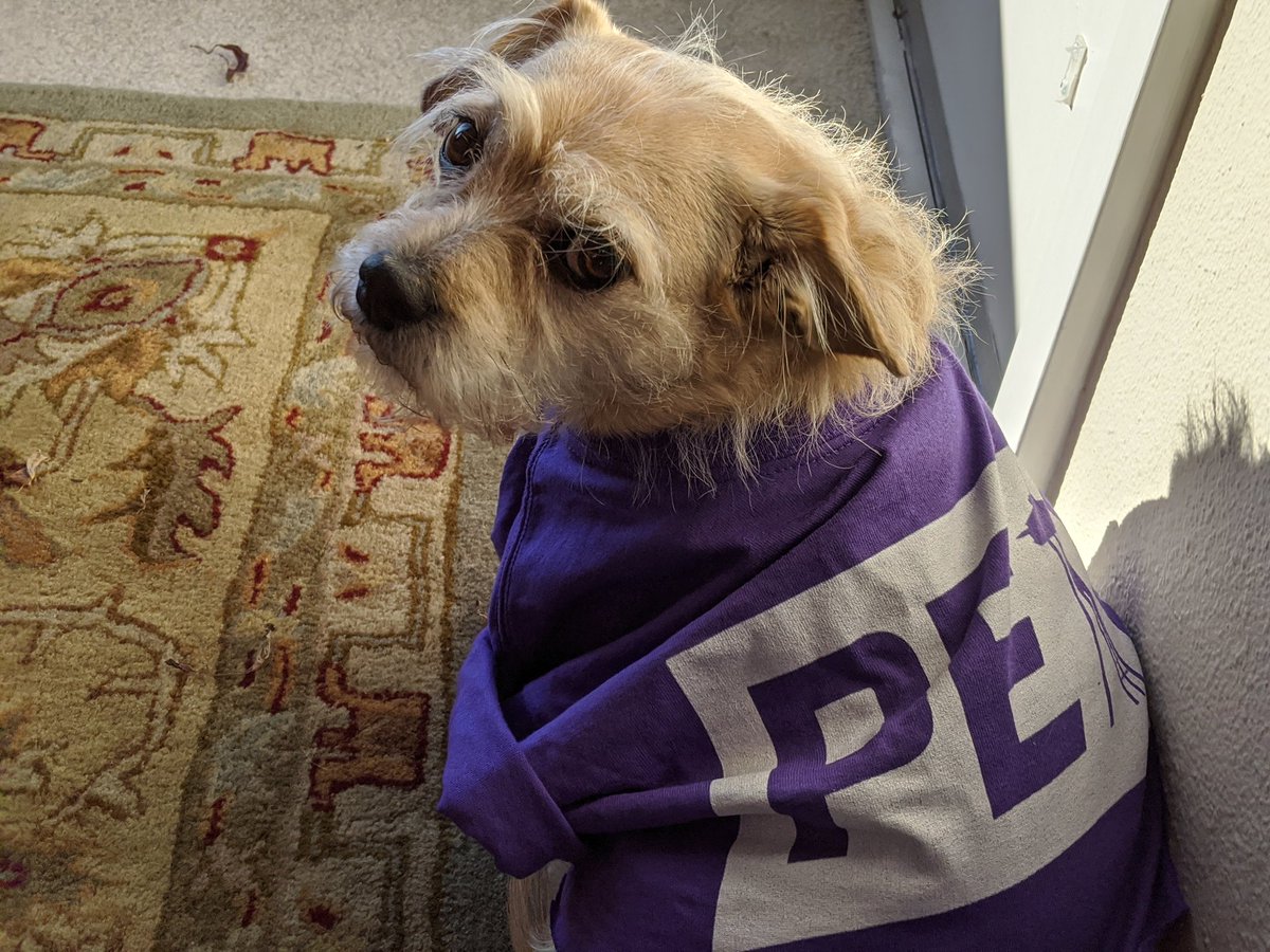 lynne_thomson's tweet photo. #dogsforPete #WooftheEra https://t.co/XCj0vwwct0
