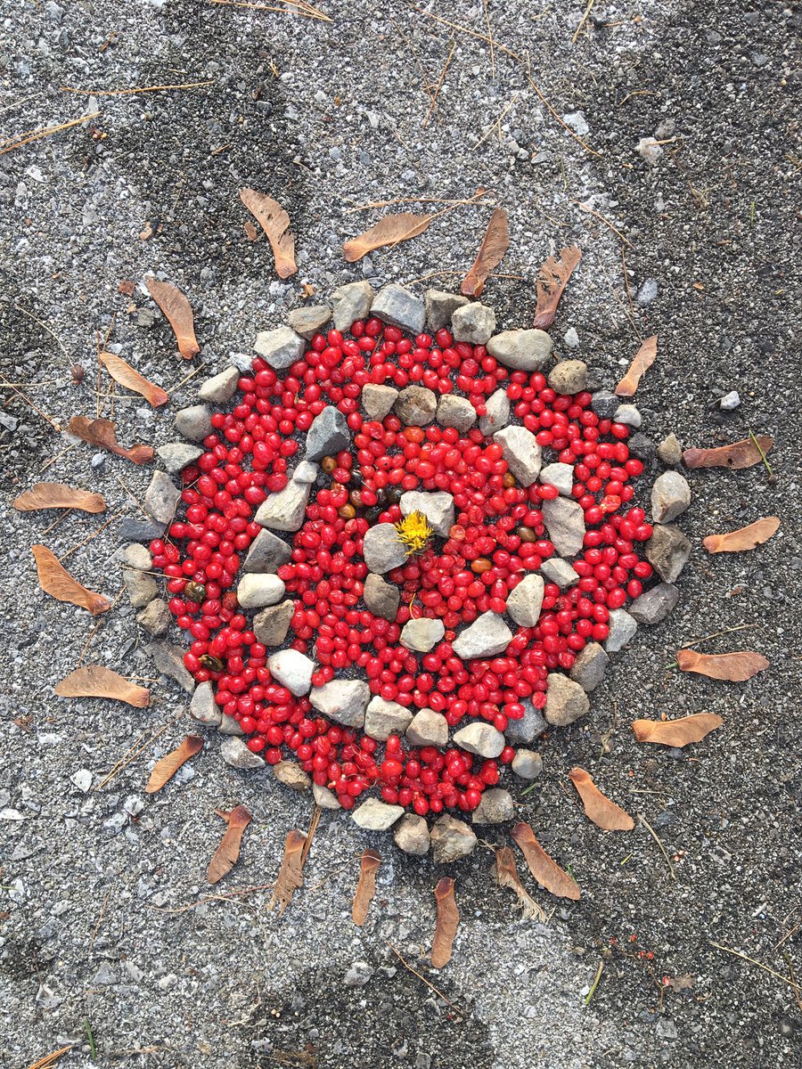 MsSimons_Stock's tweet photo. What an amazing day with @focusonnatureca! The students absolutely loved the opportunity to be photographers &amp; artists! I would highly recommend this workshop! #miniphotographers #outdoorlearning @MrsGouett https://t.co/4I3jMFbANY