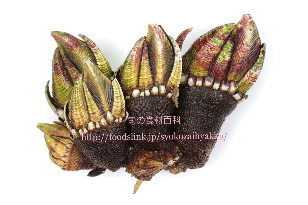 ギャンブルをするアライさん Sppatinkasu カメテテってポケモンで元ネタはカメノテって貝みたいなやつなのだ でも 進化するとガメノデスってやつになって厳つくなるのだ T Co Tyvtry0ips Twitter