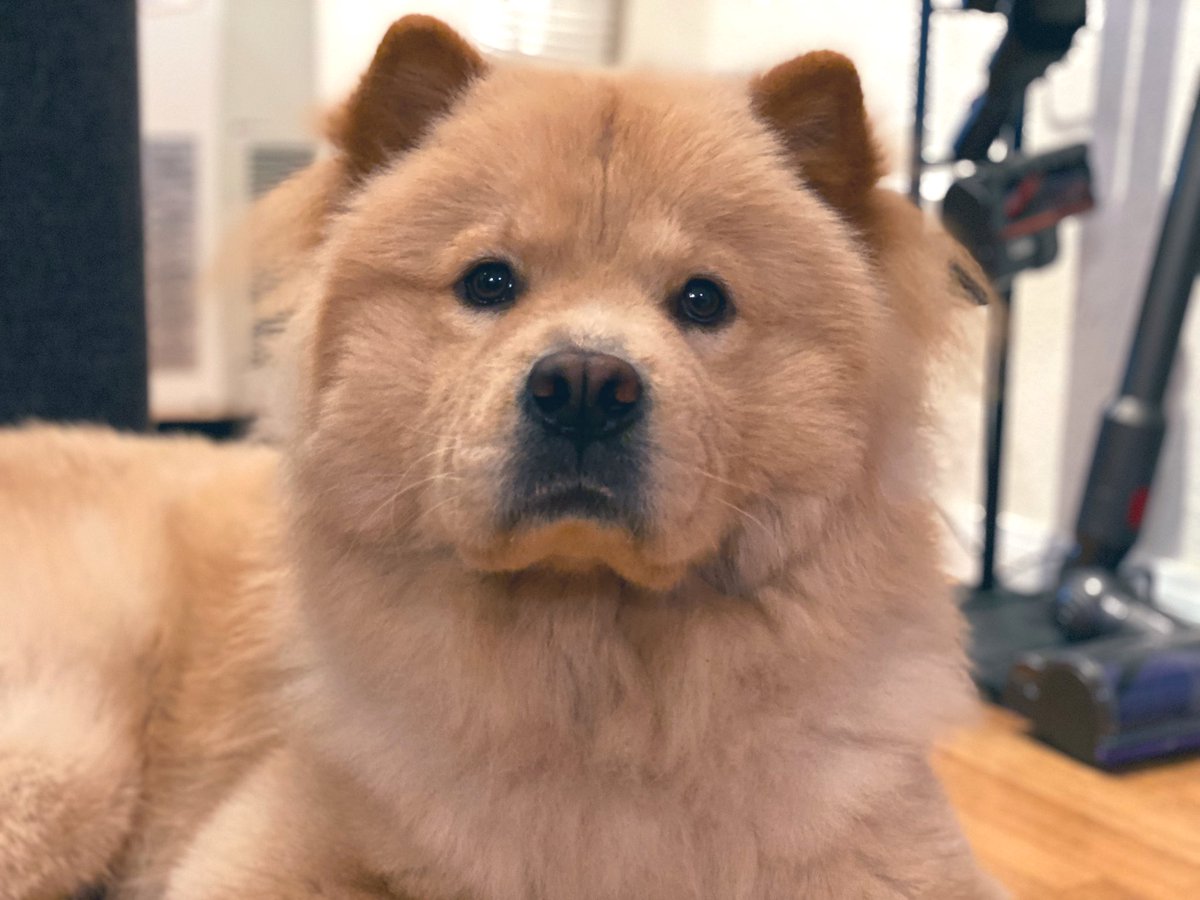 mcm_chowchow's tweet photo. Hi, I’m Marshall ❣️ https://t.co/w8g82bPUlX