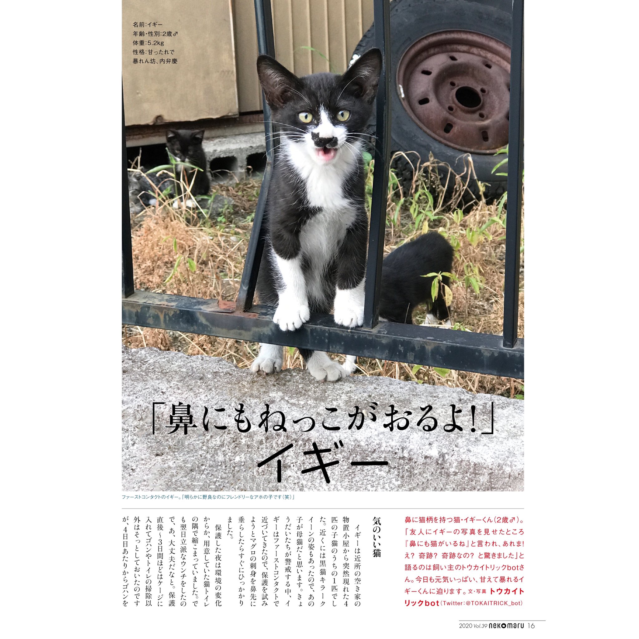 猫びより 本日発売 鼻にもねっこがおる 子猫 イギー くん Tokaitrick Bot を取材しました 現在のイギーくんと鼻ねっこの様子は 気になる続きはネコまるにて T Co 7ytnqgfkgw ネコまる 子猫 T Co