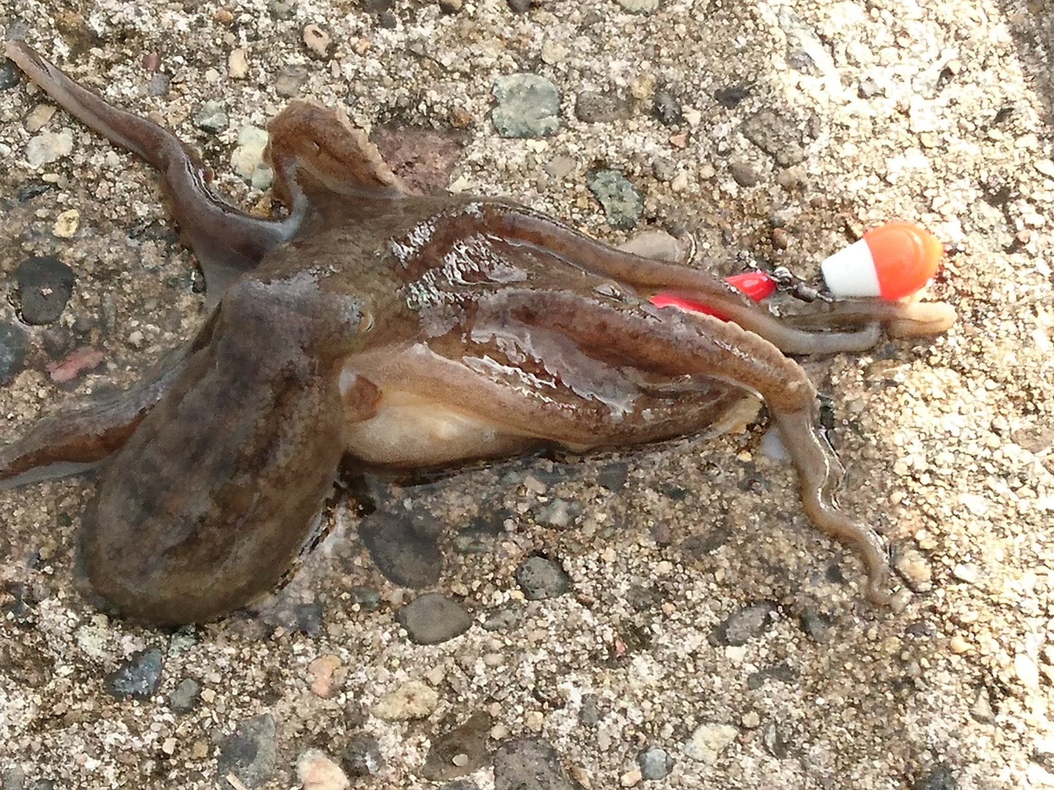 なごみ 久しぶりにタコ釣りに行って来た もうシーズン的に終わりかな と思っていたけど釣れました 朝寒そうだったのでかなりゆっくり目の釣行 でも釣れて良かった 雨がちらついて来たので終了 タコ釣り イイダコ イイダコ釣り