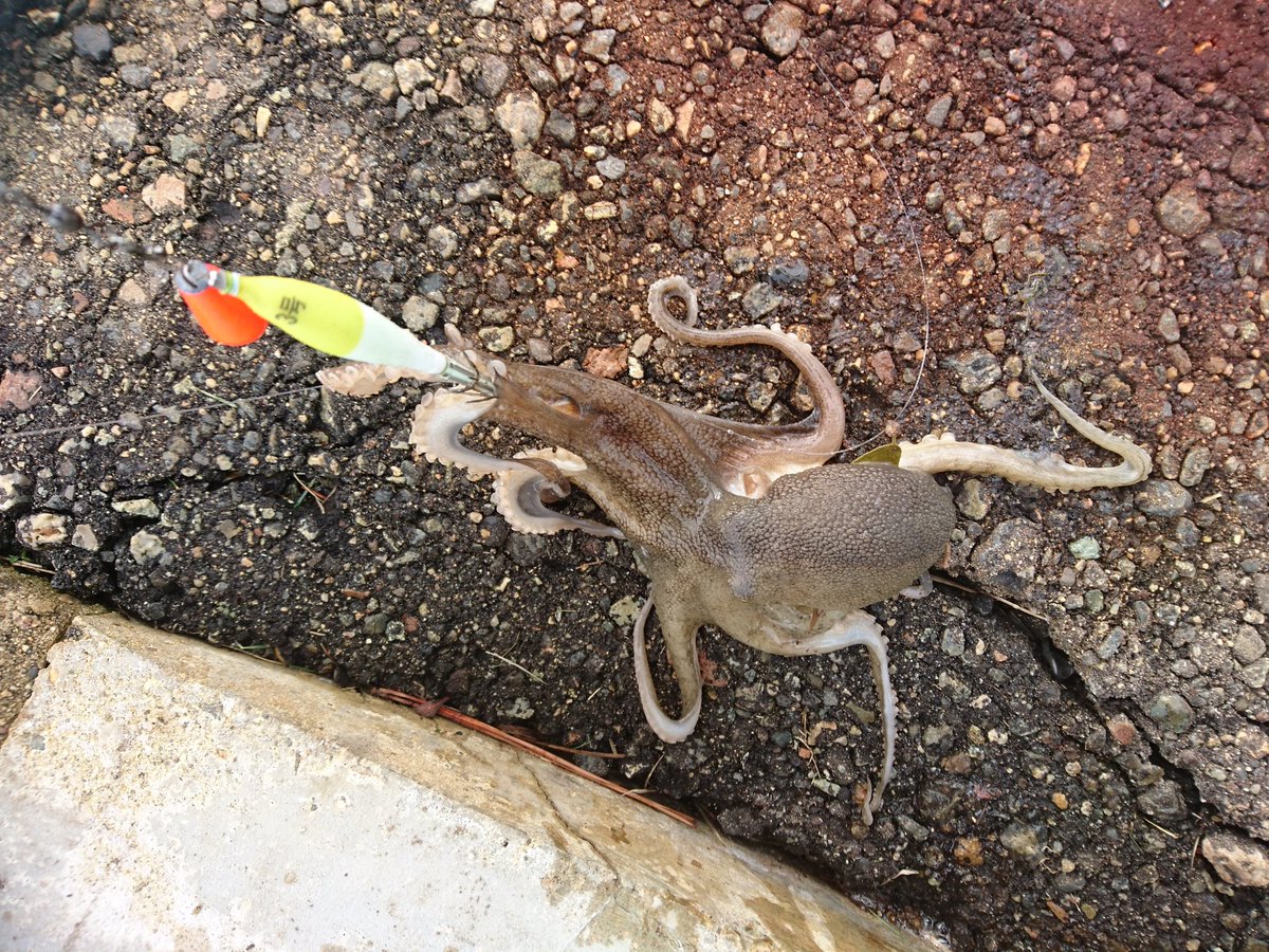 イイダコ釣り イイダコ釣り