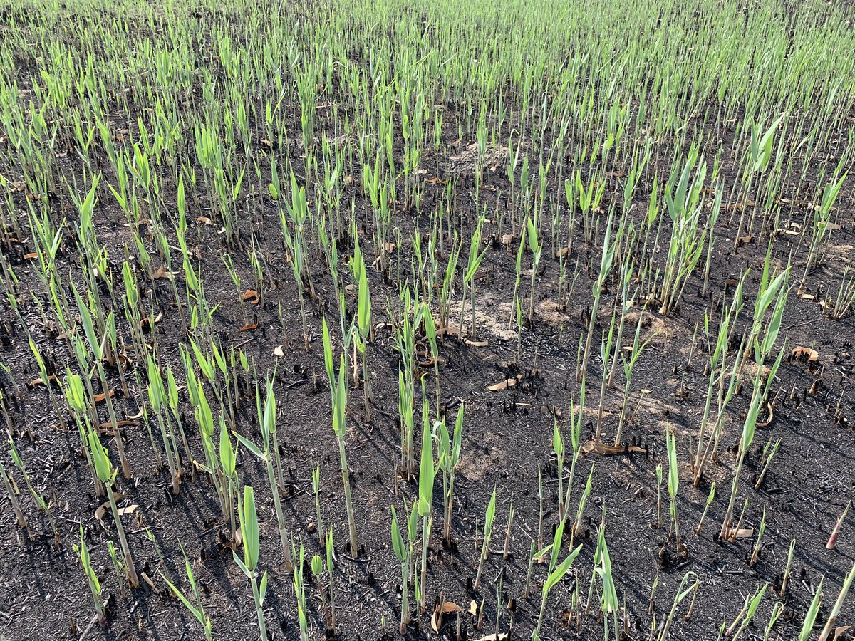 Gus OBrien tweet media