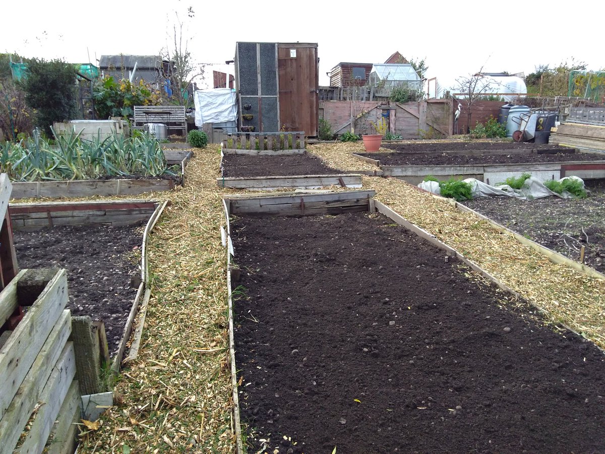 canudigit15's tweet photo. Taking advantage of a wood chip drop, topping up the paths on #plot9 slowly putting to bed for winter. #allotment #growyourown https://t.co/8w5bjOEpCp