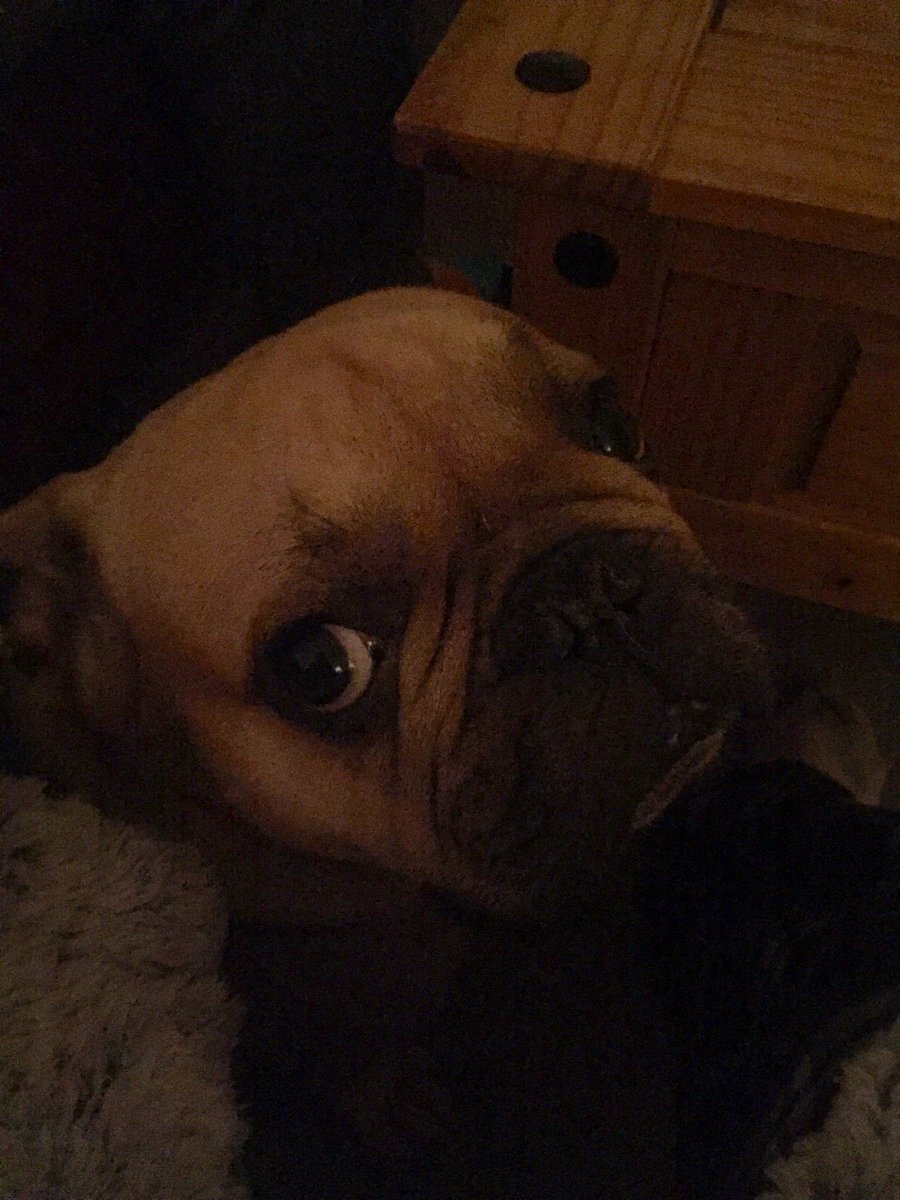 RandallFrenchie's tweet image. My “don’t make me go outside” face! 🤫 🥶 #Randallthefrenchie #coldweather #indoordog