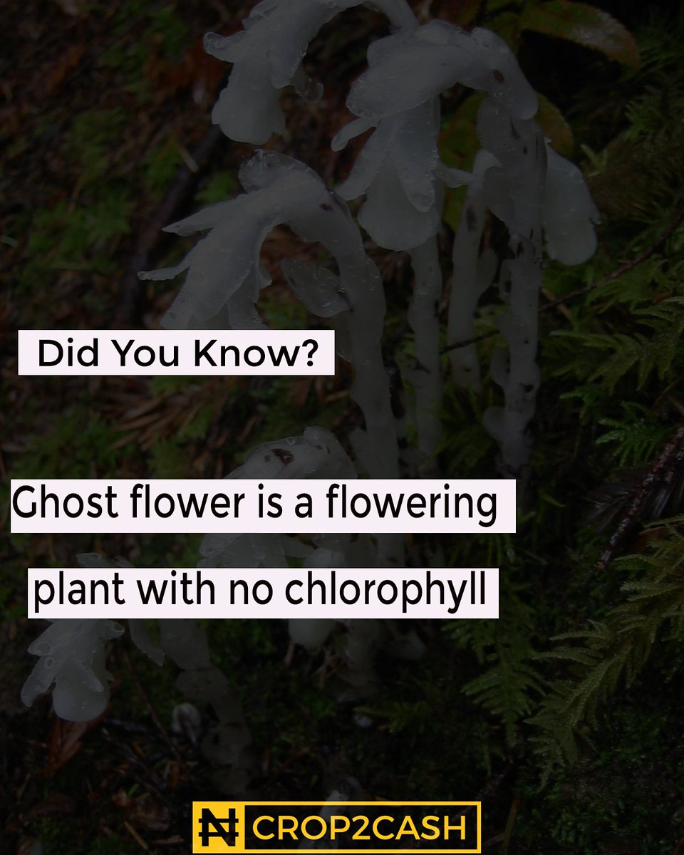 Crop2Cash's tweet image. #tipsandtricks #tipsandtricksthursday #agriculturalfacts #crop2cash #agriculture #farmers