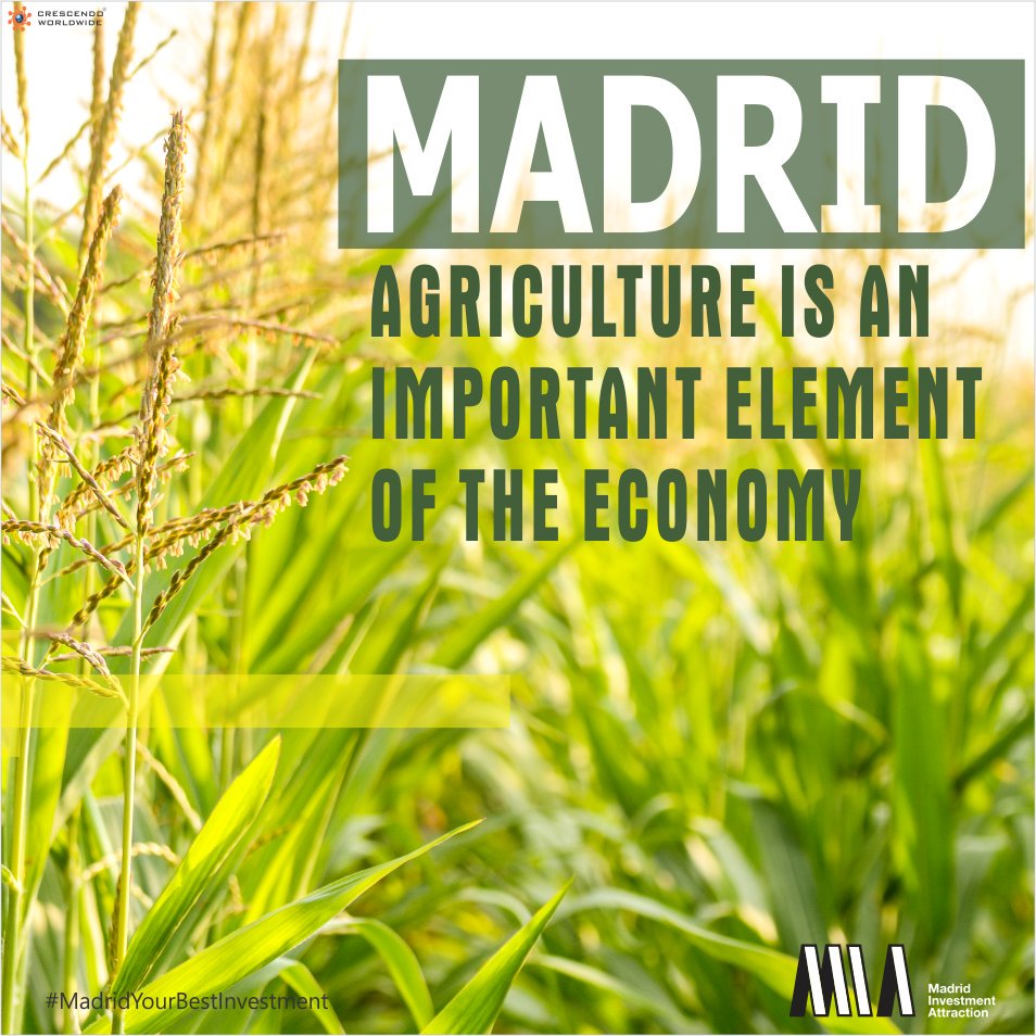 _wti01's tweet photo. Wheat, vines, and olives are some of the agricultural products grown in the province of Madrid. @Madrid_MIA 
#Spain #Madrid #InvestInMadrid #BusinessOpportunity #AgricultureProducts #Investors #Economy https://t.co/eZQv3k2x0L