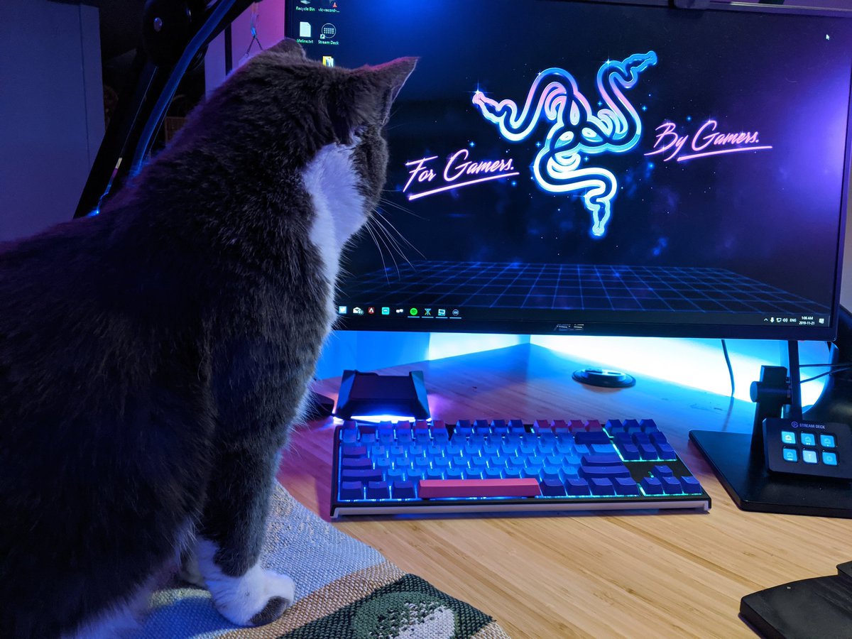 OptionalGames's tweet image. I showed him a video of some birds 4 hours ago and he's been like this ever since...😂😂😂

#CatsOfTwitter #rescuecat #deafcat #Razer #pcgamer #catsrule #SupportSmallStreamers
