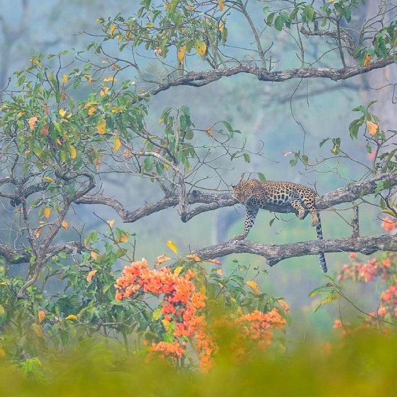TheSeraiResorts's tweet photo. #Leopards can be elusive creatures and with such great camouflage, not always easy to spot. Some days though, luck is on your side!
Image via #TheSeraiShutterbugContest
#Safari #Travel #ThursdayThoughts #Leopard https://t.co/K2nwSR7YFJ