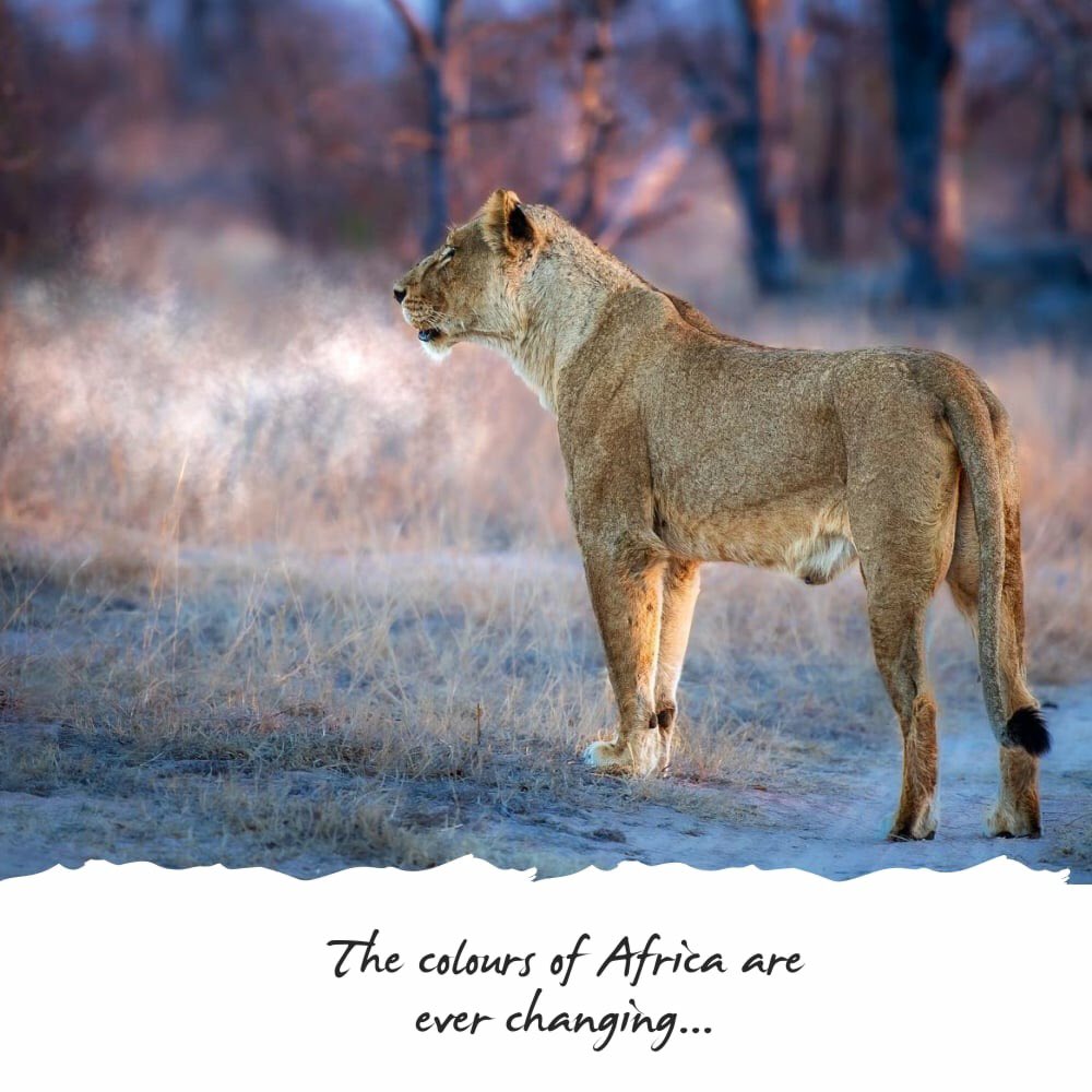 legend_safaris's tweet image. The colours of africa are ever changing. Just love how the #africansunset reflects over the land. #capturethis #africanskies #sunset #safarivehicle #safari #bucketlist #southafrica #nature #wildlife #travel #explore #WildlifePhotography #cheetah #bigcat #wildlife  #legend_safaris