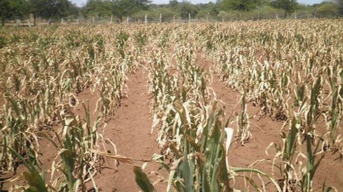 ZimbabweZoom's tweet photo. Farmers in southern Africa should from this year, adapt and plant drought-resistant crops, concentrate on short season varieties and rear drought-tolerant livestock breeds as the frequency of droughts intensifies. @zimagricsociety @SADC_News @InfoMinZW https://t.co/lKP7fCeHqT