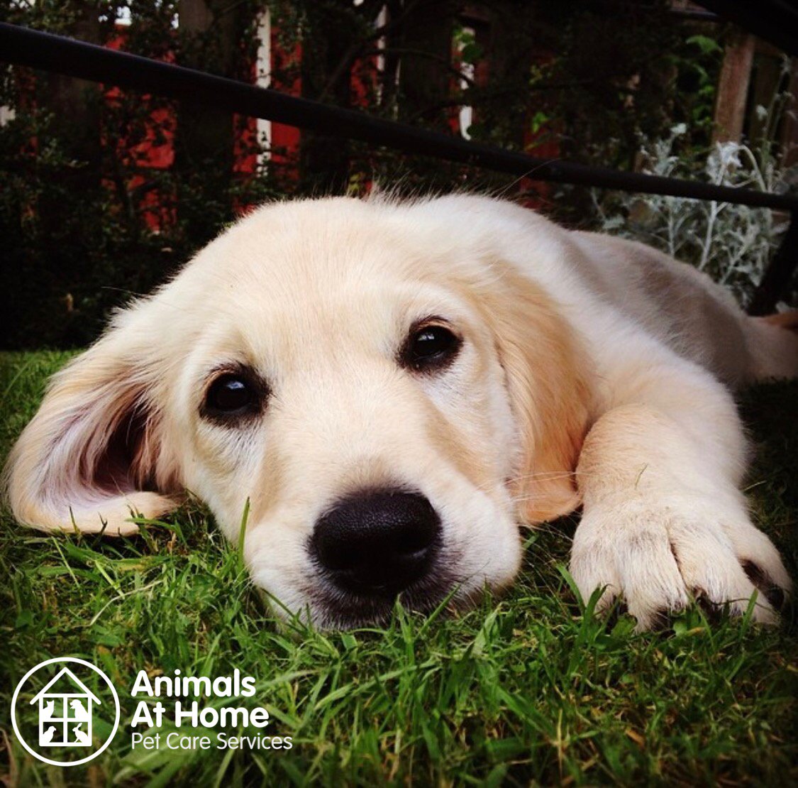 A quick #throwbackthursday. Before we became involved in #animalsathomenw, we trained a disability assistance dog on behalf of @caninepartnersuk. It was an incredibly rewarding experience. Here is Harper. #dog #puppy #puppiesofinstagram #dogsofinstagram #charity #assistancedog