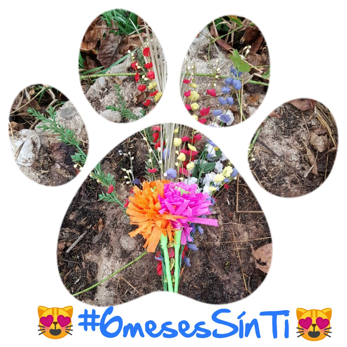#missedBobbi #alwaysInOurHearts 💙💯😻 <a href="/Bobibobitza/">Mirabela</a>